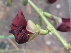 Macroptilium lathyroides