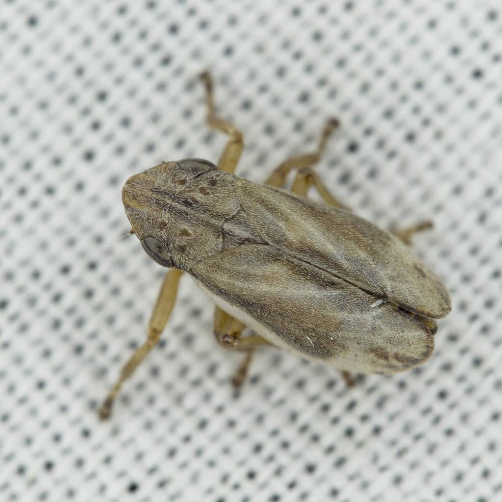 Prairie Spittlebug