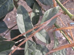 Macroptilium lathyroides