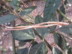 Macroptilium lathyroides