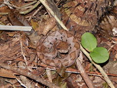 Metlapilcoatlus olmec