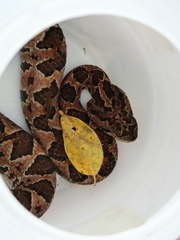 Metlapilcoatlus indomitus