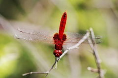 Urothemis signata