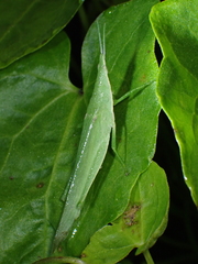 Atractomorpha lata