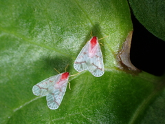 Saccharodite coccinea