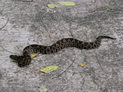 Metlapilcoatlus indomitus