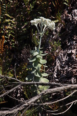 Helichrysum fruticans