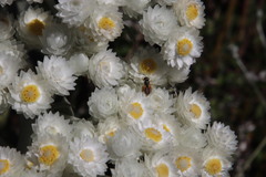 Helichrysum fruticans