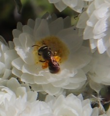 Helichrysum fruticans