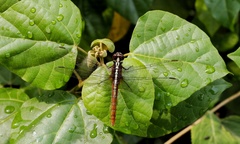 Rhodothemis rufa