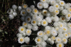 Helichrysum fruticans