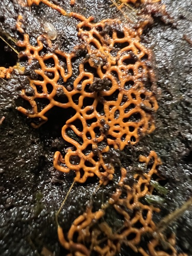 Hemitrichia serpula, 2025-08-07