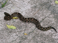 Metlapilcoatlus indomitus