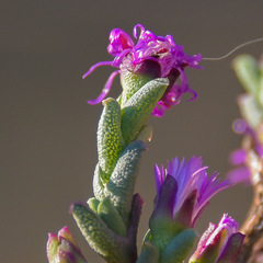 Ruschia hamata