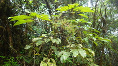 Schefflera