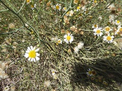 Chloracantha spinosa spinosa