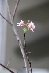 Prunus serrulata