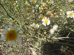 Chloracantha spinosa spinosa