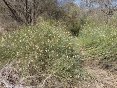 Chloracantha spinosa spinosa