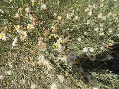 Chloracantha spinosa spinosa