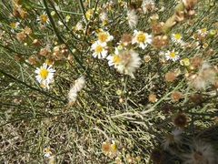 Chloracantha spinosa spinosa