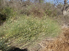 Chloracantha spinosa spinosa