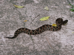 Metlapilcoatlus indomitus