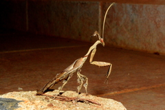 Phyllocrania paradoxa