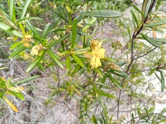 Image of Hibbertia coriacea