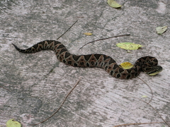 Metlapilcoatlus indomitus