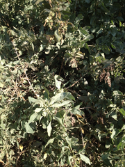Atriplex lentiformis breweri