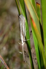 Leptosaces schistopa