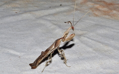 Phyllocrania paradoxa