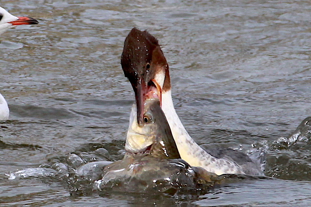 Goosander