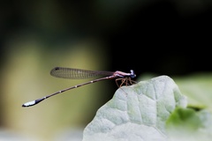 Drepanosticta carmichaeli