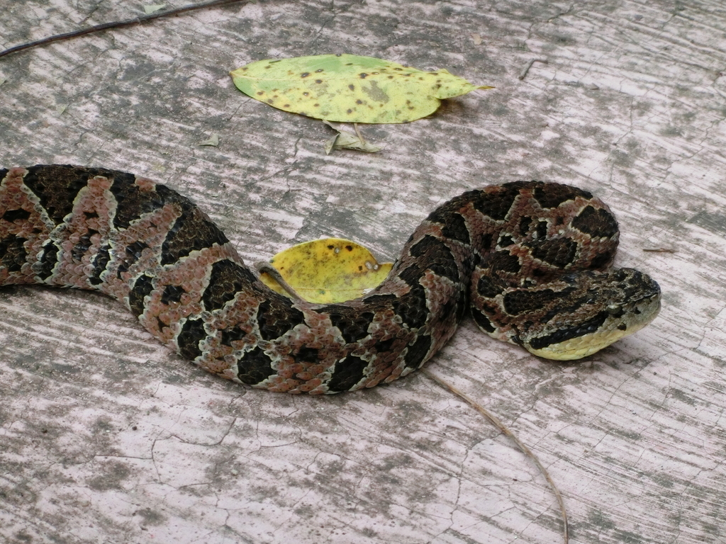 Honduras Jumping Pit Viper