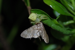 Gymnoscelis tristrigosa