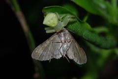 Gymnoscelis tristrigosa