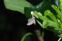 Thomisus okinawensis