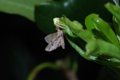 Thomisus okinawensis