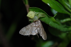 Thomisus okinawensis