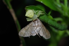 Thomisus okinawensis