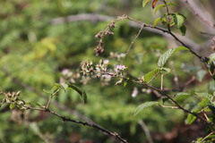 Rubus pinnatus