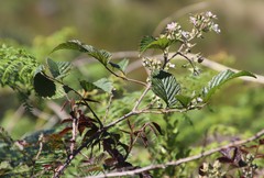 Rubus pinnatus
