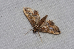 Hydriris ornatalis