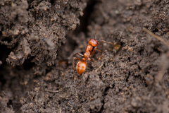 Polyergus rufescens