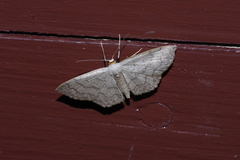 Scopula plumbearia
