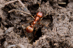 Polyergus rufescens