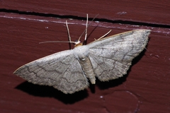 Scopula plumbearia