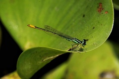 Agriocnemis kalinga